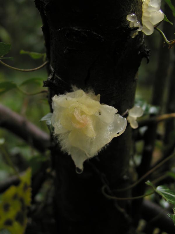 Tremella mesenterica e Exidia saccharina?